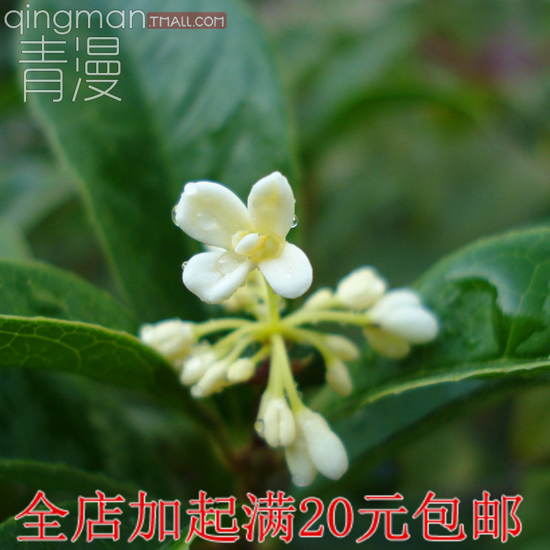 桂花盆栽植物室内花卉桂树苗金桂浓香型好养阳台庭院开花不断