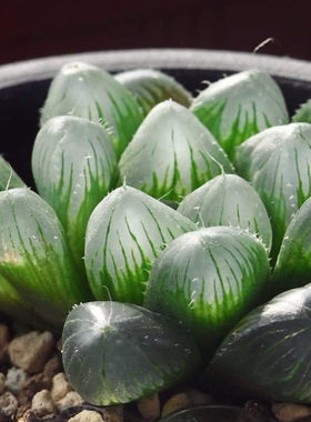 活性肽灵芝甘草补水原液眼部精华