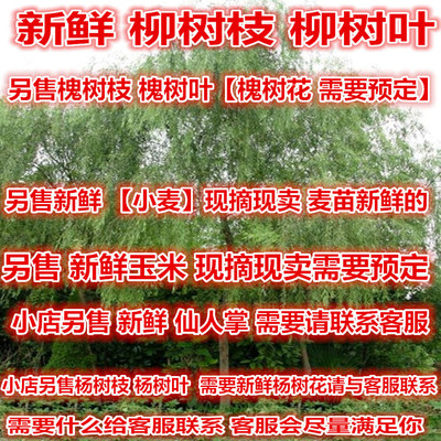 新鲜柳树枝柳树叶 新鲜槐树枝槐树叶槐树花 新鲜桃树枝柳树根须