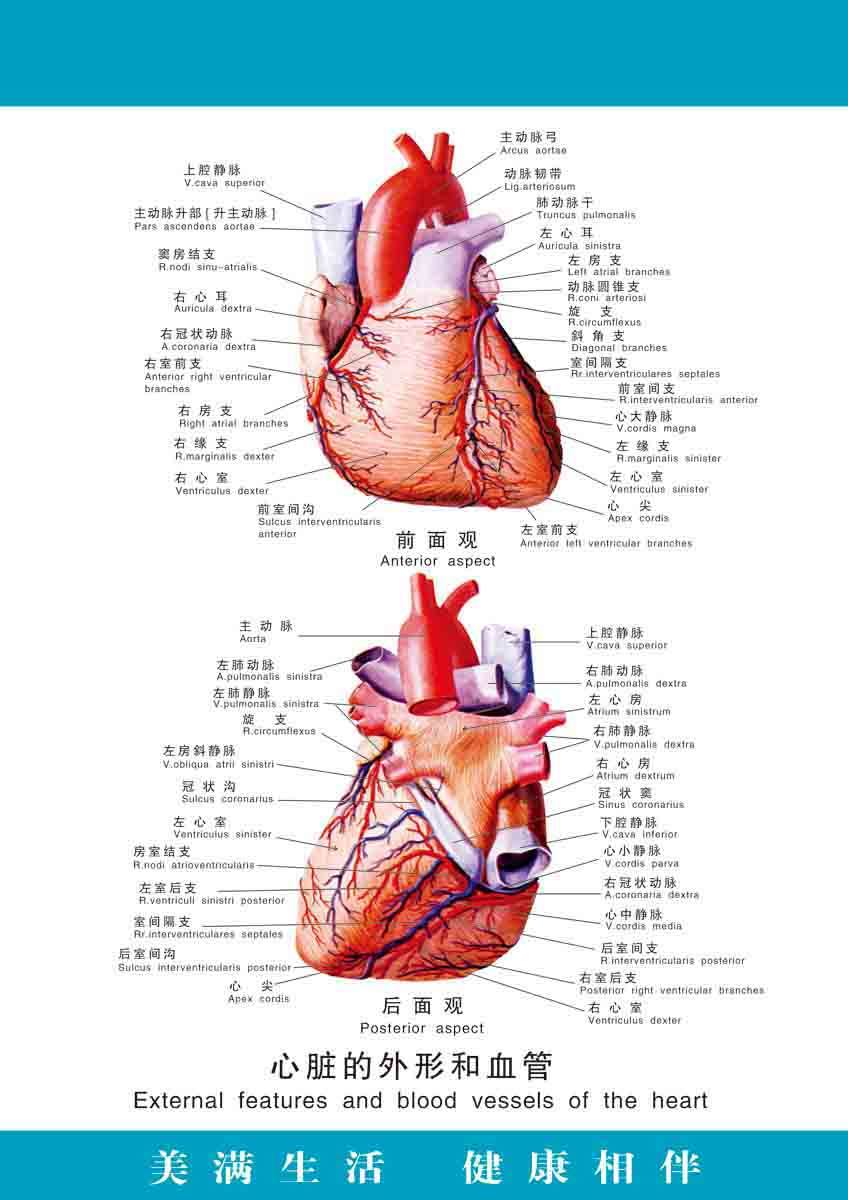 海报印制展板305素材32心脏外形和血管图片 ps