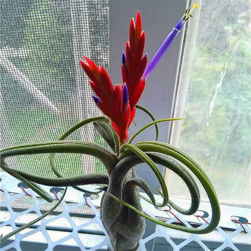 空气凤梨 美杜莎 无土多肉肉肉多肉植物绿植盆栽花卉净化空气植物在类目 鲜花速递/花卉仿真/绿植园艺, 花卉/绿植盆栽（新）, 绿植中 - 来自Buy2taobao.com提供专业的淘宝代购服务