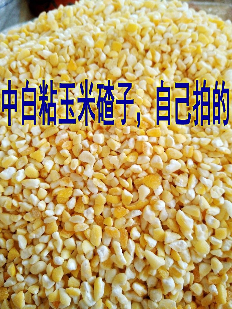 600克 东北农家黄粘玉米碴子白糯玉米碴子黏粘苞米碴子黏大碴粥