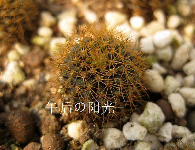 狐之子A 实生1-2.5厘米 士童属仙人球阳台多肉植物办公桌面小盆栽|msdalam kategori penghantaran bunga/bunga simulasi/tumbuhan berkebun, bunga/Tumbuh-tumbuhan tumbuh-tumbuhan pasu (baru), succulents - dari Buy2taobao.com untuk memberikan perkhidmatan ejen Taobao profesional membeli