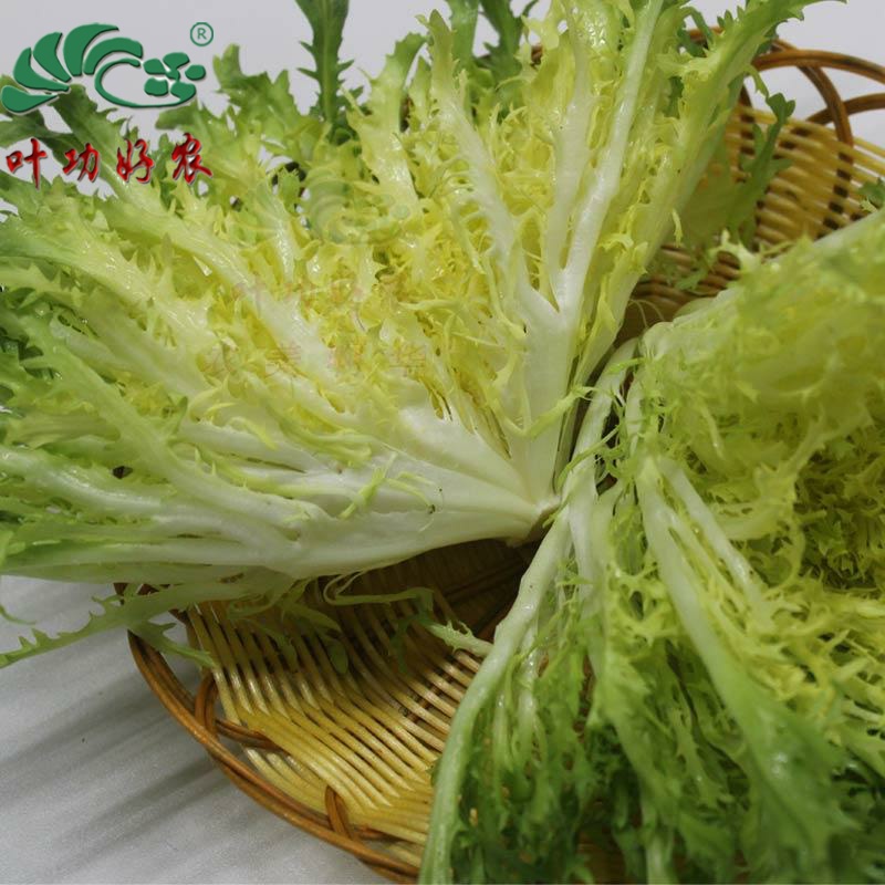 新鲜蔬菜黄心苦菊 苦苣 黄心苦叶生菜 狗牙 沙拉菜 西餐配料 250g 水产肉类/新鲜蔬果/熟食 其它 原图主图