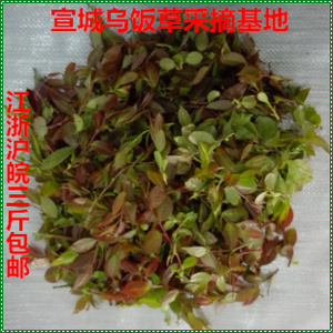 2023嫩叶 新鲜乌树叶 南烛叶 乌饭叶 乌饭草 乌米饭