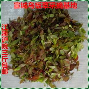 2026嫩叶 新鲜乌树叶 南烛叶 乌饭叶 乌饭草 乌米饭
