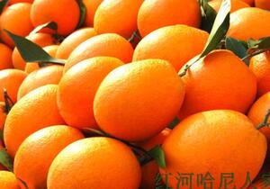 红河高原新鲜水果—甜脐橙子10斤包邮 北回归线种植区椪柑皇帝柑