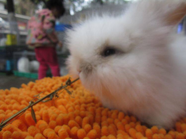 【奇奇宠屋】兔子活体 长毛垂耳兔子纯种垂耳兔活花色