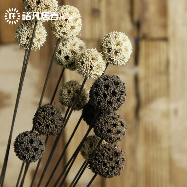 諾凡麥陀羅裝飾花仿真假花仿真花裝飾落地幹花花束真花客廳假花在類目 家居飾品, 花瓶/花器/仿真花/仿真飾品, 仿真花/假花中 - 來自Buy2taobao.com提供專業的淘寶代購服務