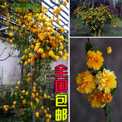 爬藤重瓣蔷薇庭院攀缘花卉