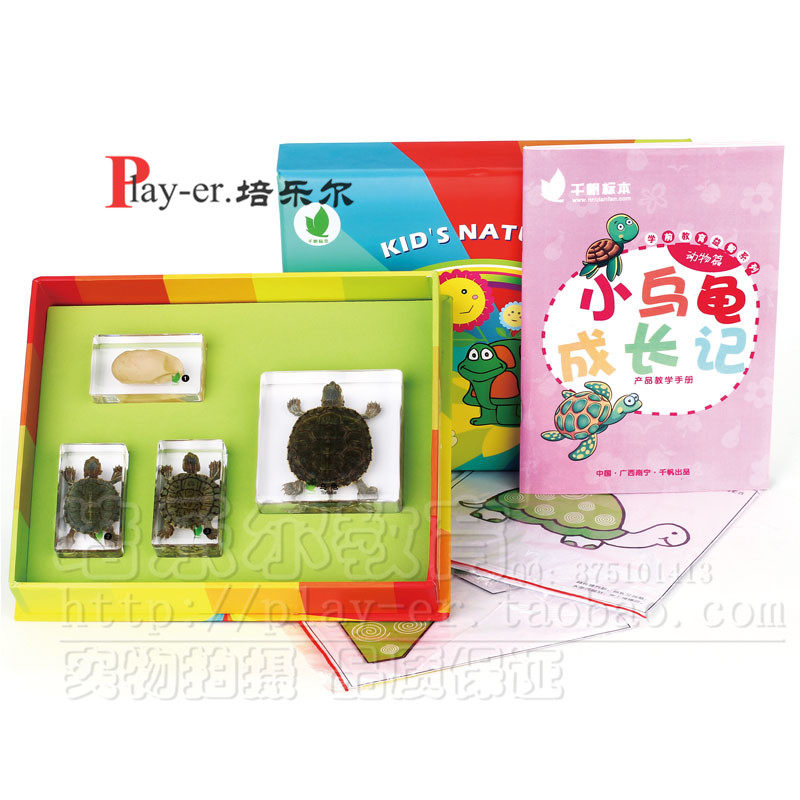 小乌龟成长记幼儿园儿童科学实验室观察动态乌龟生长阶段包埋标本