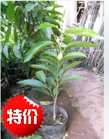 特价缅桂公分二年苗从优白玉兰