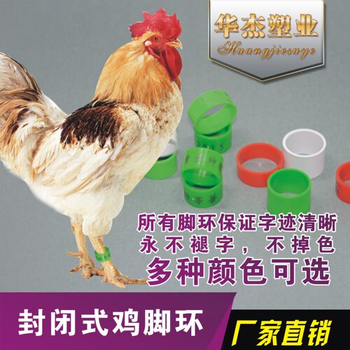 鸡脚环/封闭式鸡脚环/