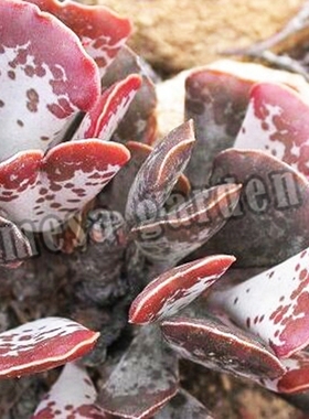 爱心水泡多肉 爱心水泡 心形 叶插苗 爱心水泡多肉植物 一物一拍