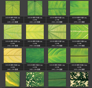 树叶绿叶 叶脉纹理 自然 绿色 植物 素材图片图库