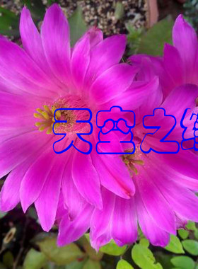 叶仙嫁接好的大花美花角，量天尺嫁接大花美花角和专用高钾肥料