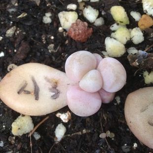 多肉植物 韩国进口多肉「艾伦」贵货正版 叶插苗 小苗 实生播种苗