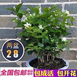 横县重瓣茉莉花苗盆栽袋苗绿植物室内阳台花卉茉莉花盆景