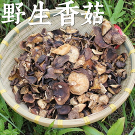 神农架野生香菇干货蘑菇菌香味，浓郁虽丑却香煲汤下饭湖北农家山珍