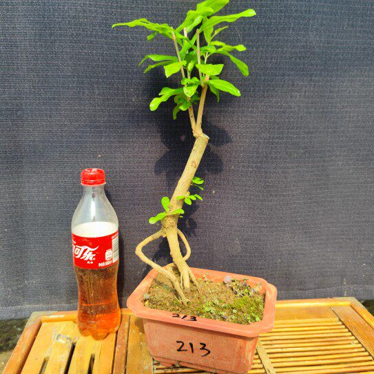 苗植物小品花卉造型石榴树盆景素材提根园艺矮霸*桩微小盆绿结果