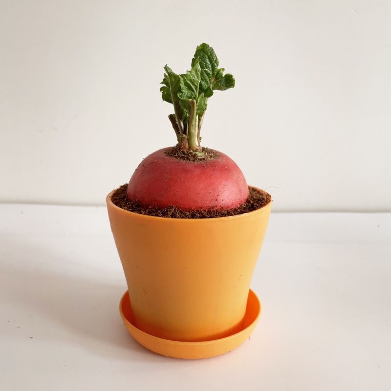 水培绿植角蔬菜幼儿园日记红皮幼儿园观察&萝卜盆栽植物儿童学生