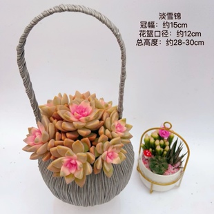 多肉植物手提花篮彩色钱串锦玉坠锦淡雪锦火焰蒂亚小盆栽花卉绿植