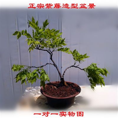 速发正宗老桩紫藤树苗盆景盆栽紫藤挂云木花蔓宜阳春繁花满树老桩