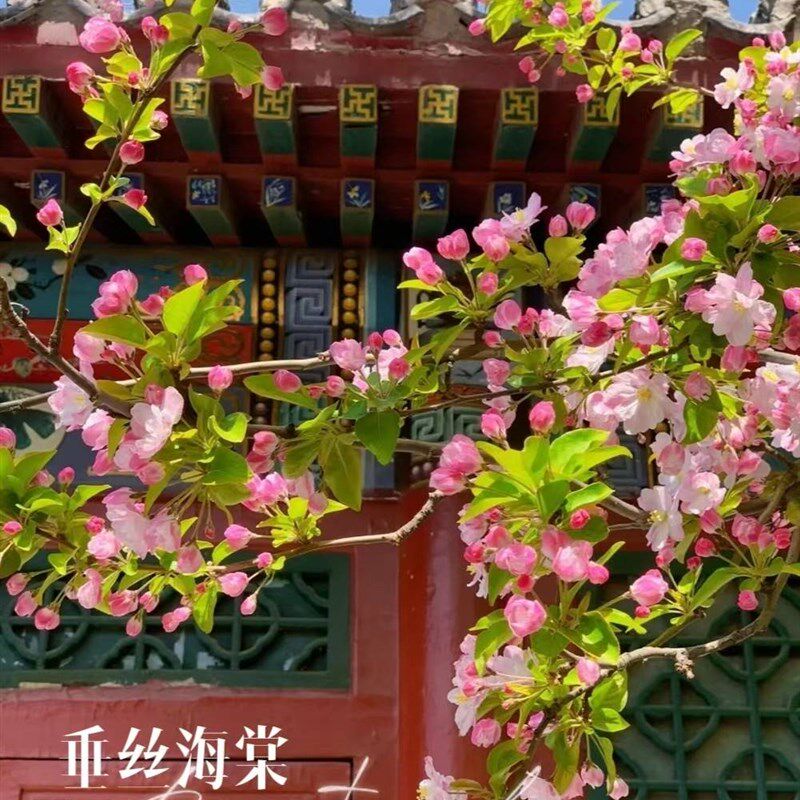 海棠垂丝贴梗西府鲜切花枝条木本水培插花室内梨花玉兰腊梅白粉色