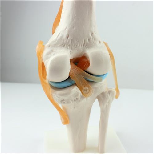 现货速发医学人体膝关节功能模型骨骼骨架模型教学模型关人体