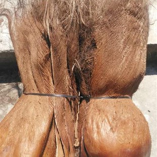 棕树皮棕榈棕毛棕丝山棕绿萝棕柱棒棕榈皮棕榈丝棕皮棕片复古装 饰