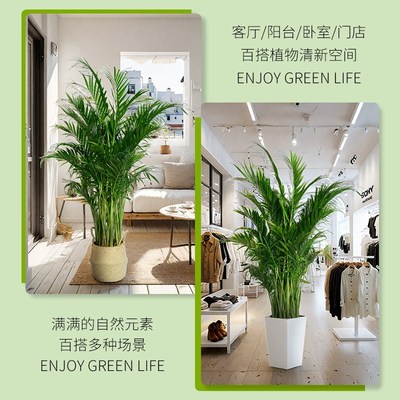 富贵椰子大型绿植盆栽室内客厅办公室好养四季常青净化空气zb新