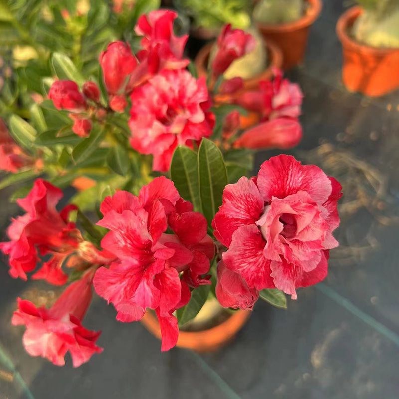 沙漠玫瑰盆栽老桩重瓣勤花爆花喜阳耐晒耐热室内阳台庭院花卉植物