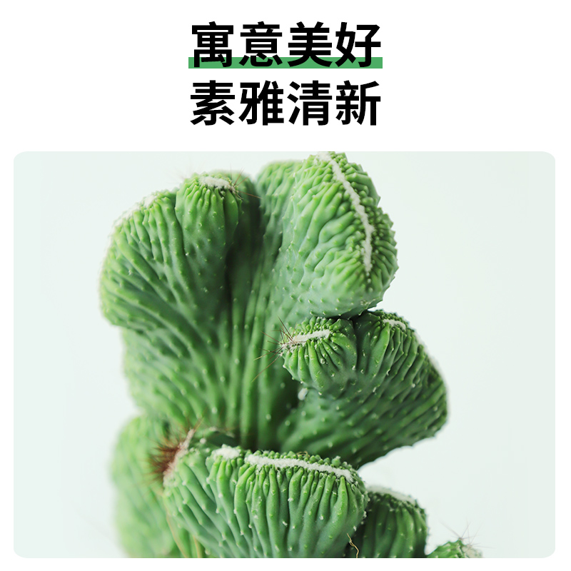 五指山仙人掌多肉趣味肉肉植物桌面阳台美观花卉耐旱盆栽绿植盆景