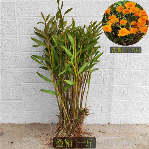 叠鞘石斛黄橙石斛木桩栽好裸根苗石斛兰夹江石斛苗盆栽石斛铁皮苗