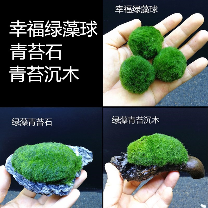 厂家绿藻球海藻球水藻球水草鱼缸生态草缸装饰造景青苔石沉木