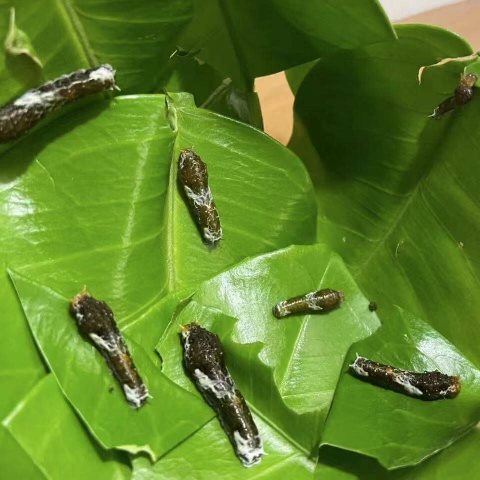 蝴蝶幼虫 活蝴蝶 柑橘凤蝶幼虫玉带凤蝶幼虫 能够变蝴蝶的幼虫