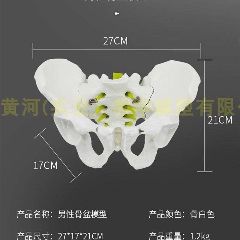 推荐人体自然大骨盆模型 1:1自然大盆骨模型骨盆男性骨盆模型骨骼 玩具/童车/益智/积木/模型 其他模型玩具 原图主图