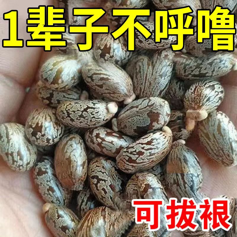 101%不打呼器】止鼾贴防止打呼的鼾立停治呼噜噜药男女专用神噜LY