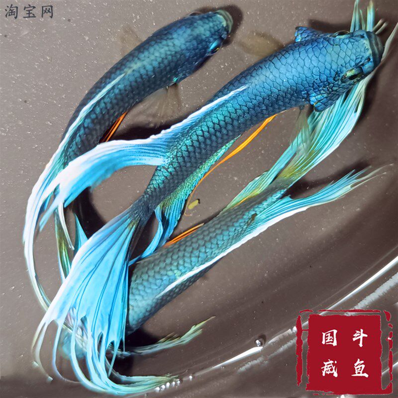新品中国斗鱼 越血无纹蓝火焰 游龙帝王蓝多血统不打氧叉尾菩萨鱼