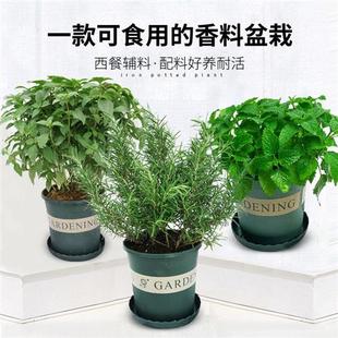 薄荷盆栽可食用驱蚊草室内花卉绿植柠G檬香草植物九层塔罗勒迷迭