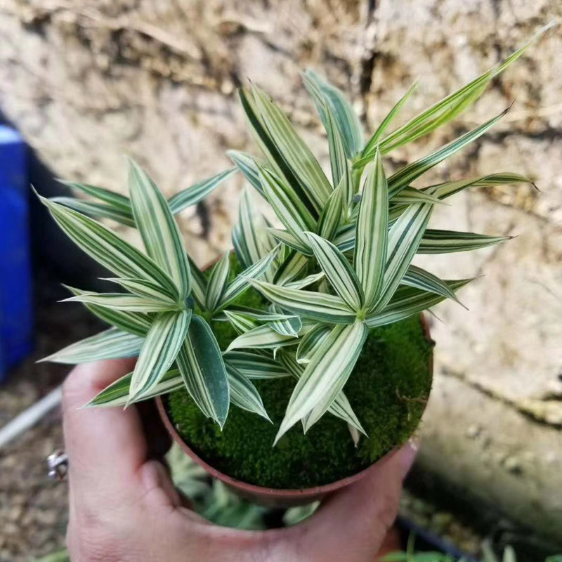 菲白竹熊猫竹小型丛生竹山石w竹盆景办公室书房绿植小品盆栽迷你