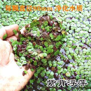 急速发货鱼缸饰品小浮萍浮性水草水藻水芙蓉槐叶萍水植物水葫芦蝴