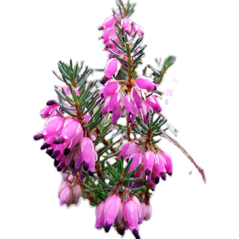 欧石楠植物苗盆栽k常绿北方户外庭院耐寒喜阴植物花灌木盆栽七彩