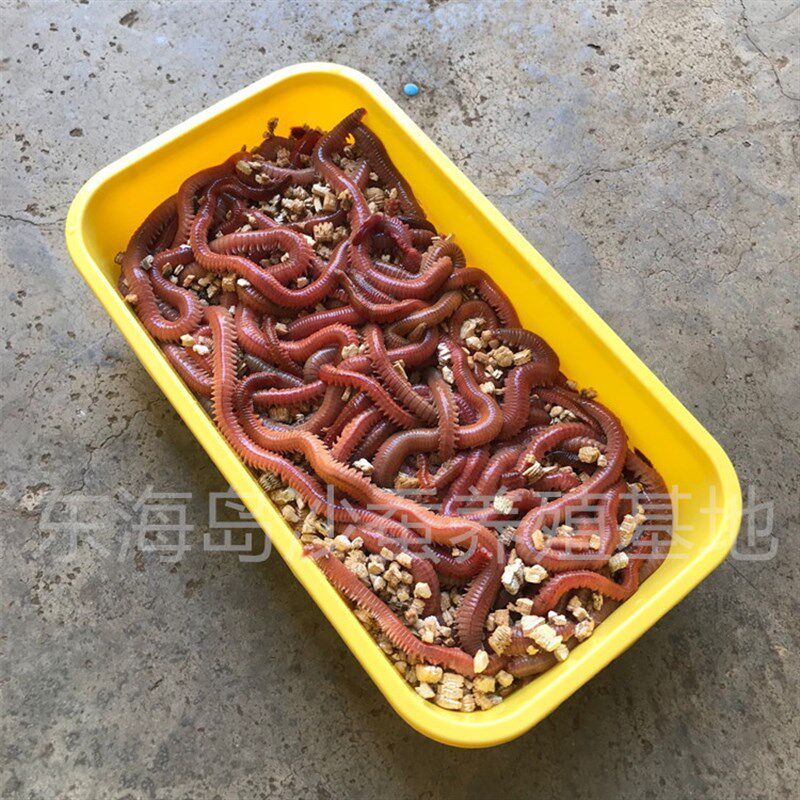 海鲈鱼钓饵 活沙蚕 青虫红虫活饵 海虫 海蚯蚓 沙虫 万能海钓鱼饵
