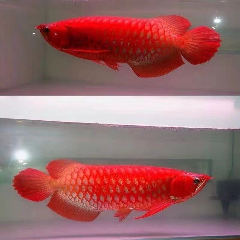速发红龙七彩银龙鱼金龙鱼活鱼龙鱼稀罕观赏鱼鱼苗宠物幼苗热带鱼