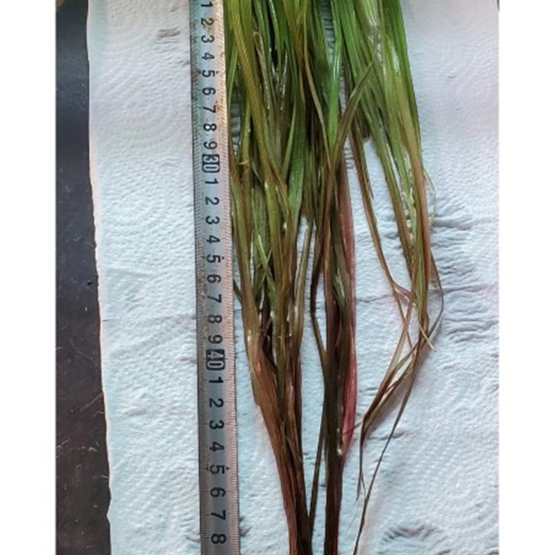 小众高货稀有水草ada红箦藻长红箦藻大箦藻中后景水草飘逸的后景