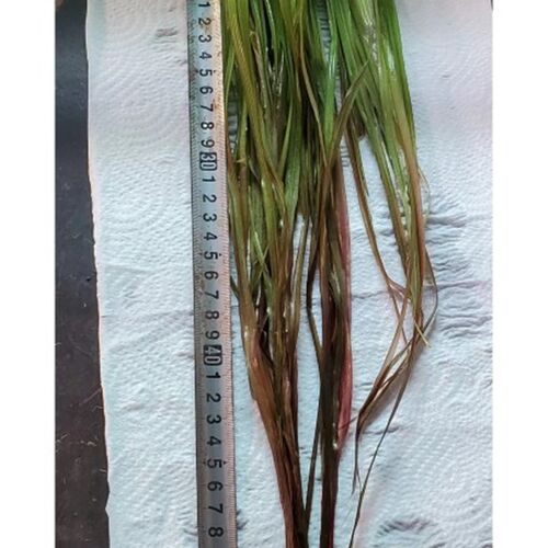 小众高货稀有水草ada红箦藻长红箦藻大箦藻中后景水草飘逸的后景