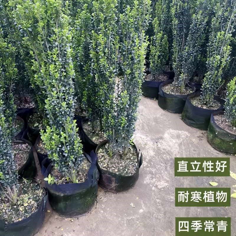 直立冬青朝d天笔花境植物四季长青日本冬青耐寒树苗庭院绿篱笆苗