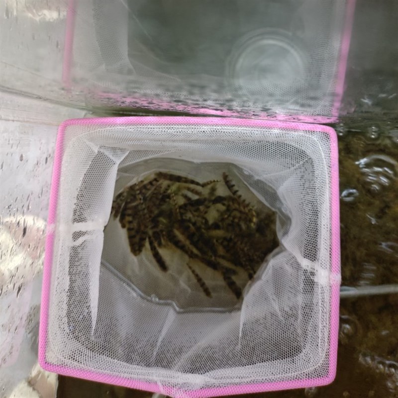 速发溪石斑鱼淡水光唇鱼苗原生态冷水观赏鱼清水鱼苗好养耐活长得