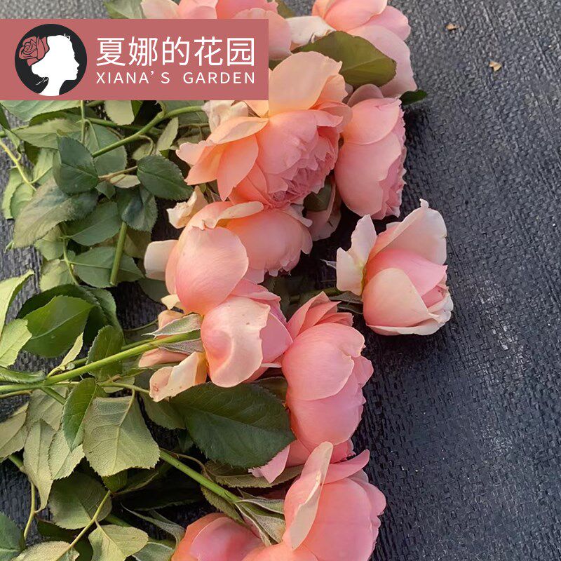 真宙月季花苗四季开花勤花抗病耐热浓香大花阳台盆栽莫奈欧月灌木